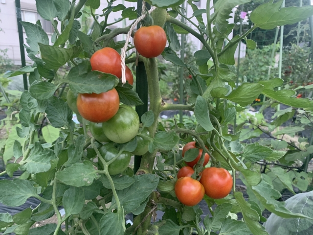 収穫前のトマトの画像
