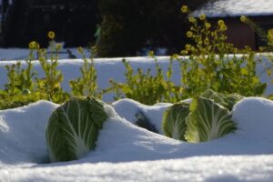 冬の農園の画像