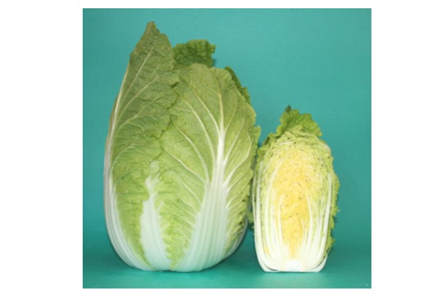 白菜比較の画像