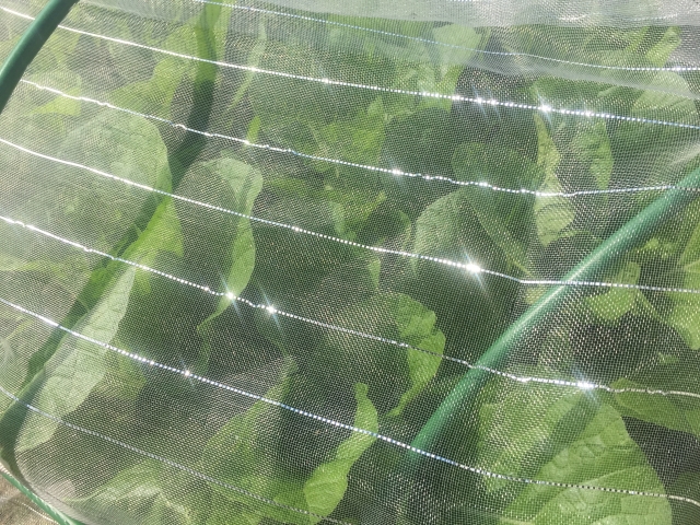 ミニ白菜栽培の画像